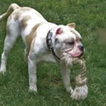 Alapaha Blue Blood Bulldog