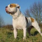 Alapaha Blue Blood Bulldog