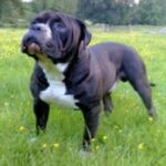Alapaha Blue Blood Bulldog