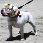 Alapaha Blue Blood Bulldog