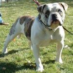 Alapaha Blue Blood Bulldog