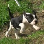Alapaha Blue Blood Bulldog