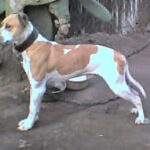 Alapaha Blue Blood Bulldog