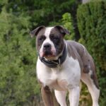 Alapaha Blue Blood Bulldog