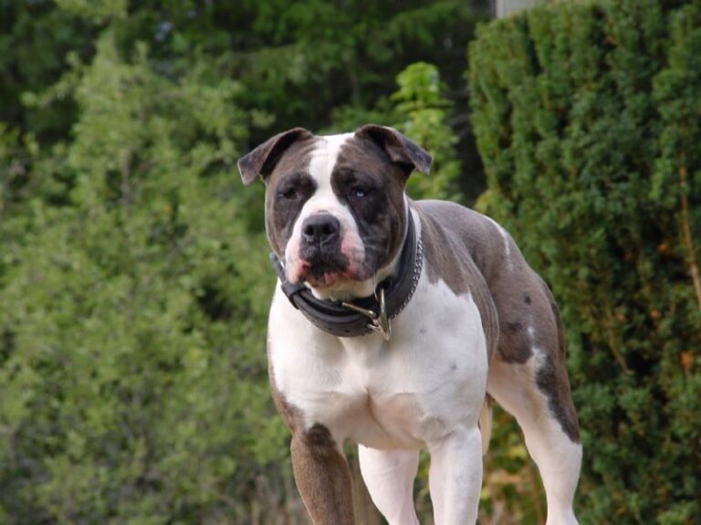 Alapaha Blue Blood Bulldog