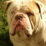 Alapaha Blue Blood Bulldog