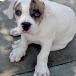 Alapaha Blue Blood Bulldog