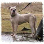Alapaha Blue Blood Bulldog