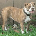 Alapaha Blue Blood Bulldog