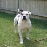 Alapaha Blue Blood Bulldog
