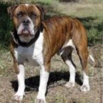 Alapaha Blue Blood Bulldog