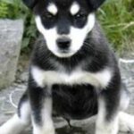 Alaska husky