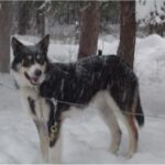 Alaska husky