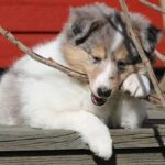 Alaska husky
