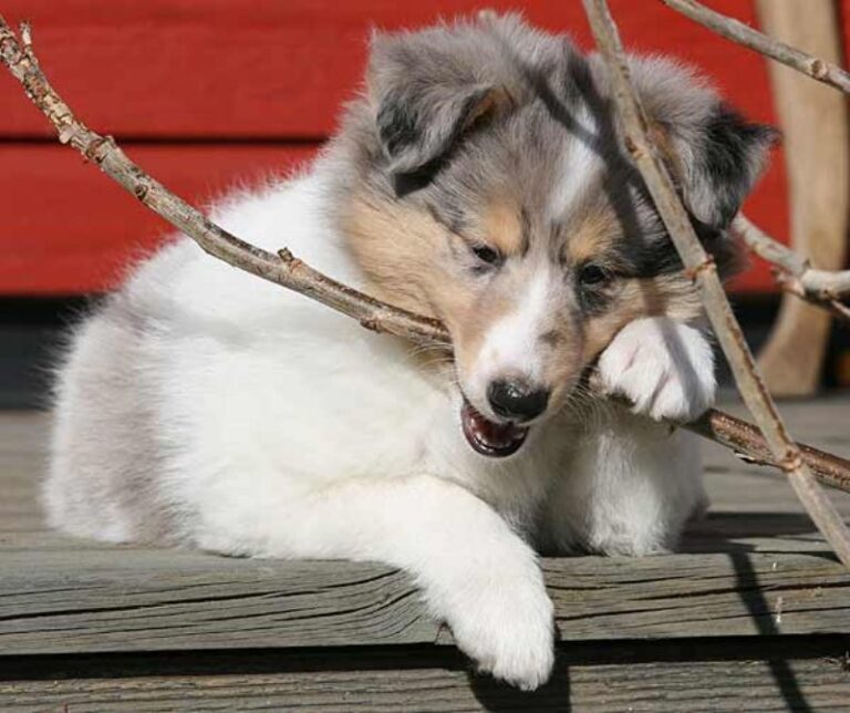 Alaska husky