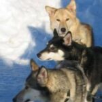 Alaska husky