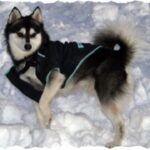 Alaska husky