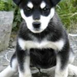 Alaska husky