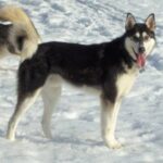Alaska husky