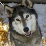 Alaska husky