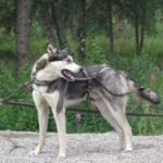 Alaska husky