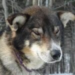 Alaska husky