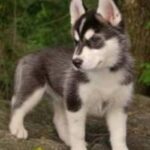Alaska husky