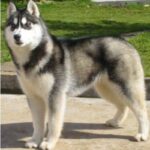 Alaska husky
