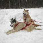 Alaska husky