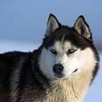Alaska husky