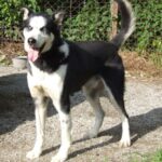 Alaska husky