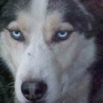 Alaska husky