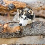 Alaska husky