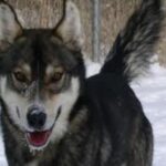 Alaska husky