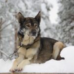 Alaska husky