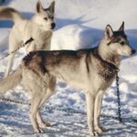 Alaska husky