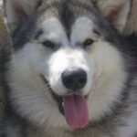 Alaska husky