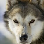 Alaska husky
