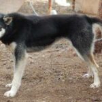 Alaska husky