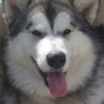 Alaska husky