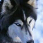 Alaska husky