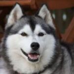 Alaska husky