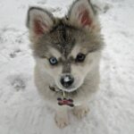 Alaskan Klee Kai