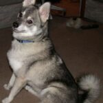 Alaskan Klee Kai