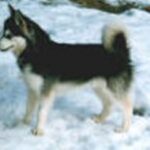 Alaskan Klee Kai