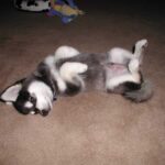 Alaskan Klee Kai