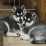 Alaskan Klee Kai