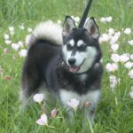Alaskan Klee Kai