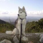 Alaskan Klee Kai