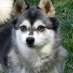 Alaskan Klee Kai